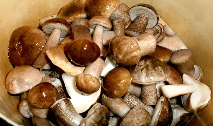 Recipes for cooking porcini mushrooms