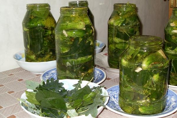 Recipes for cucumbers in mustard filling for the winter: pickled, salted