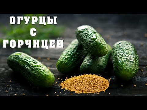 Recipes for cucumbers in mustard filling for the winter: pickled, salted