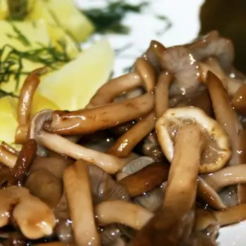 Recipes for dishes from autumn mushrooms