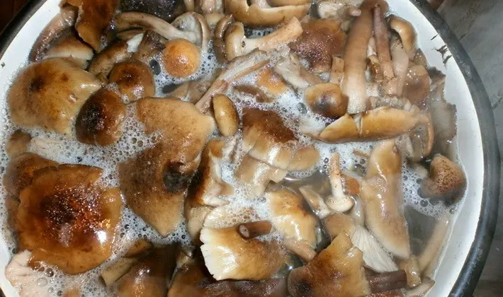 Recipes for dishes from autumn mushrooms