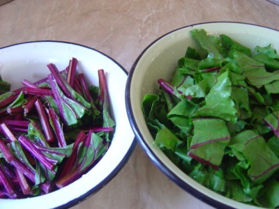 Recipes for dishes from beet tops