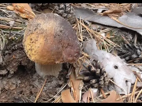 Recipes for fried porcini mushrooms