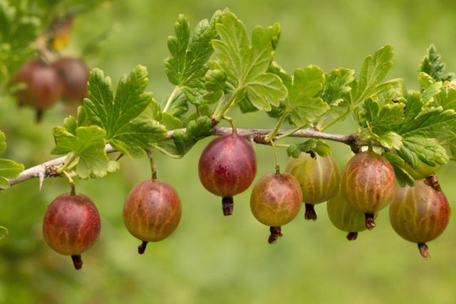 Recipes for homemade gooseberry liqueur with and without vodka ...