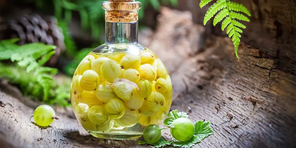 Recipes for homemade gooseberry liqueur with and without vodka