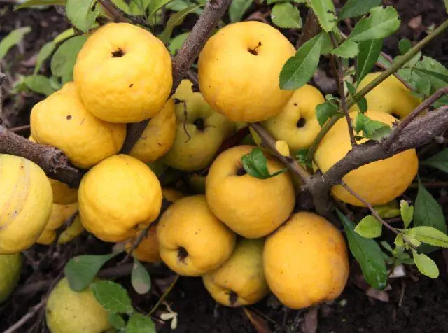 Recipes for making Japanese quince wine at home