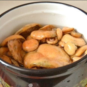 Recipes for pickled mushrooms prepared without sterilization