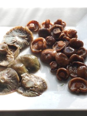 Recipes for pickled mushrooms prepared without sterilization