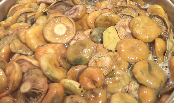 Recipes for pickled mushrooms prepared without sterilization