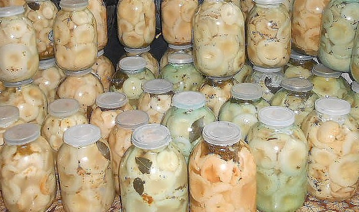 Recipes for pickling milk mushrooms for the winter at home (with photo)