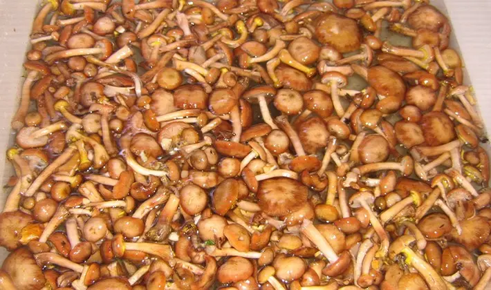 Recipes for pickling milk mushrooms for the winter at home (with photo)