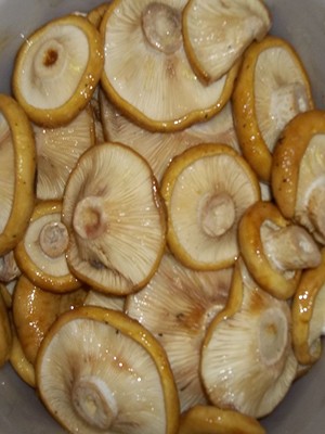 Recipes for pickling milk mushrooms for the winter at home (with photo)