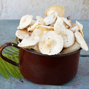Recipes for pickling mushrooms in a cold way