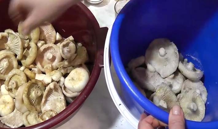 Recipes for salting white milk mushrooms hot and cold in jars