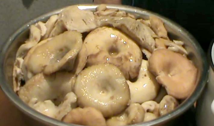 Recipes for salting white milk mushrooms hot and cold in jars