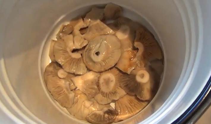 Recipes for salting white milk mushrooms hot and cold in jars