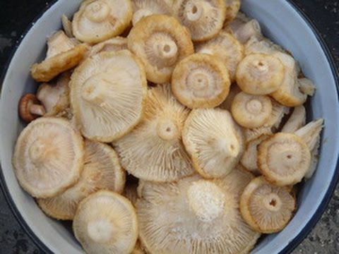 Recipes for salting white milk mushrooms hot and cold in jars