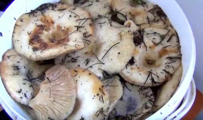 Recipes for salting white milk mushrooms hot and cold in jars