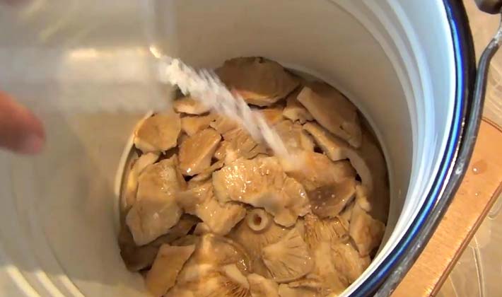 Recipes for salting white milk mushrooms hot and cold in jars