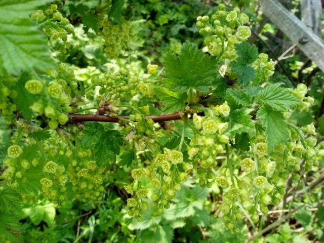 Recipes for tincture on currant leaves and branches