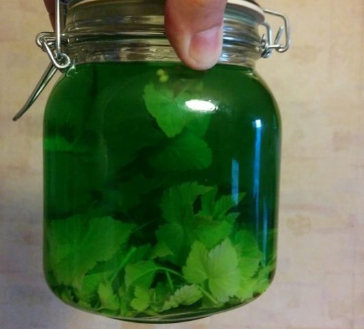 Recipes for tincture on currant leaves and branches