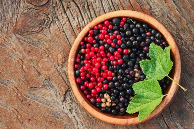 Red and black currants during early and late pregnancy