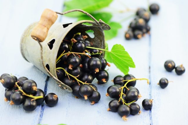 Red and black currants during early and late pregnancy