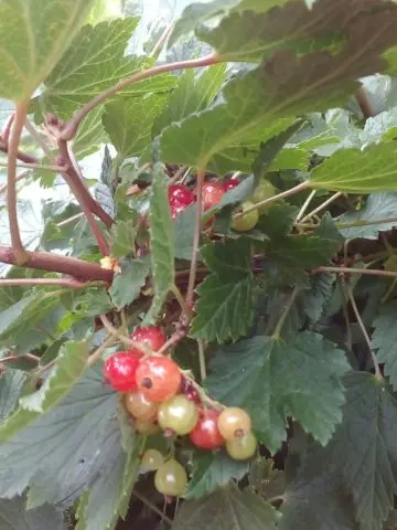 Red and black currants in their own juice