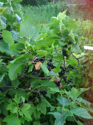 Red and black currants in their own juice