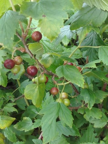 Red and black currants in their own juice