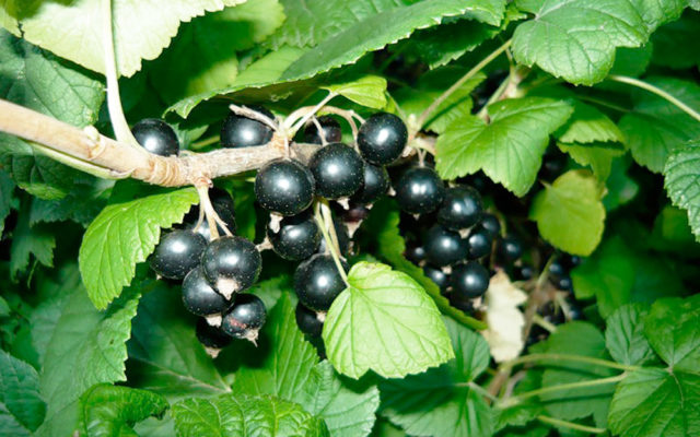 Red and black currants: the best varieties for the Urals