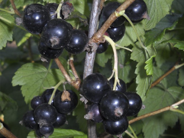 Red and black currants: the best varieties for the Urals