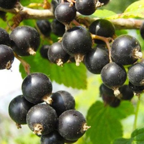 Red and black currants: the best varieties for the Urals