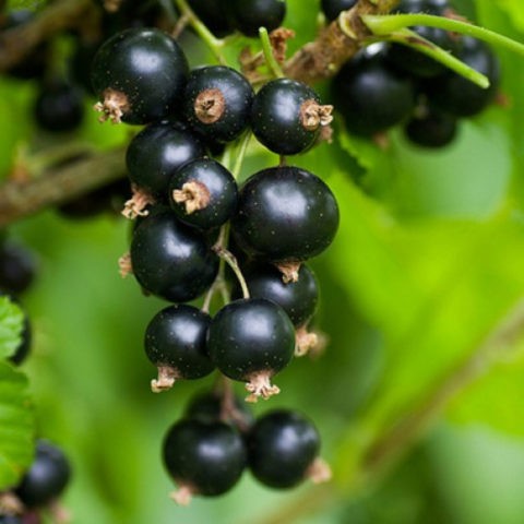 Red and black currants: the best varieties for the Urals