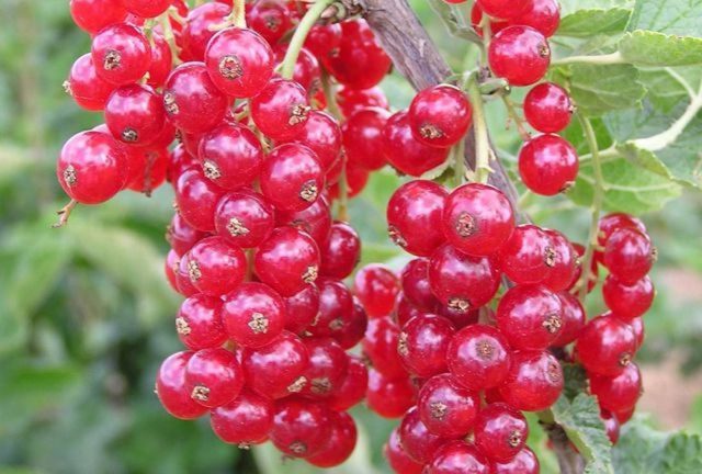 Red and black currants: the best varieties for the Urals