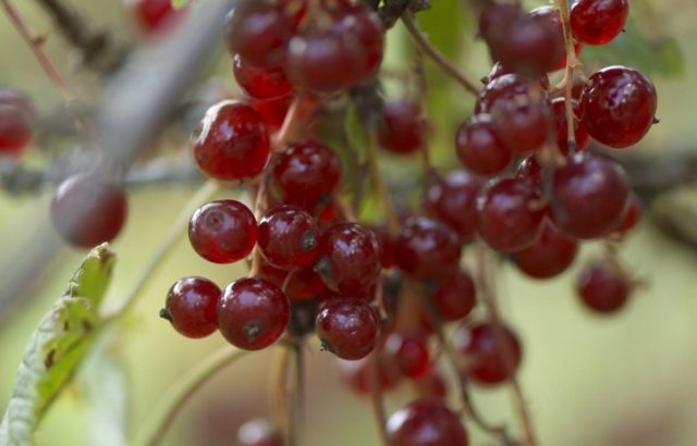 Red and black currants: the best varieties for the Urals