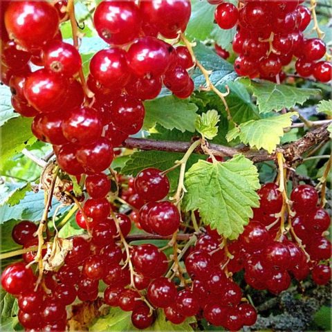 Red and black currants: the best varieties for the Urals