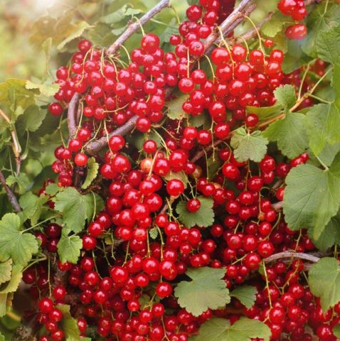 Red and black currants: the best varieties for the Urals