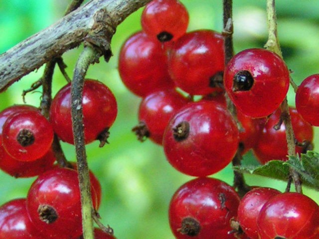 Red and black currants: the best varieties for the Urals