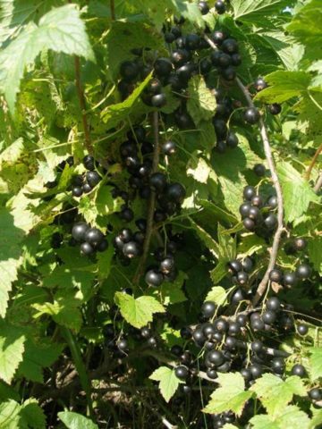 Red and black currants: the best varieties for the Urals