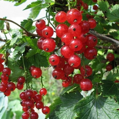 Red and black currants: the best varieties for the Urals