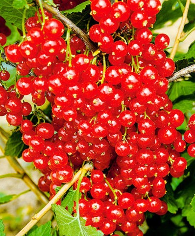 Red and black currants: the best varieties for the Urals