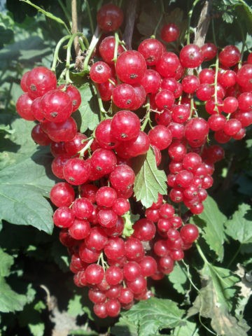 Red and black currants: the best varieties for the Urals