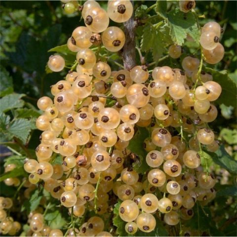 Red and black currants: the best varieties for the Urals