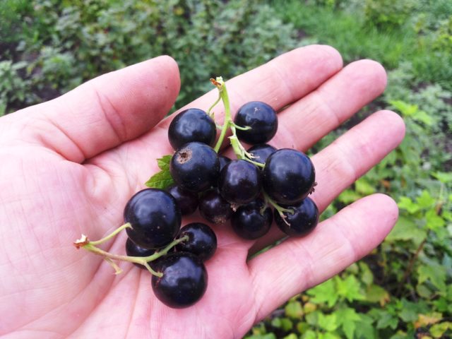 Red and black currants: the best varieties for the Urals