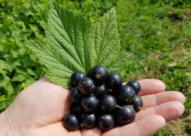 Red and black currants: the best varieties for the Urals