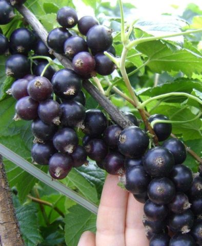 Red and black currants: the best varieties for the Urals