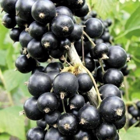 Red and black currants: the best varieties for the Urals