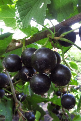 Red and black currants: the best varieties for the Urals