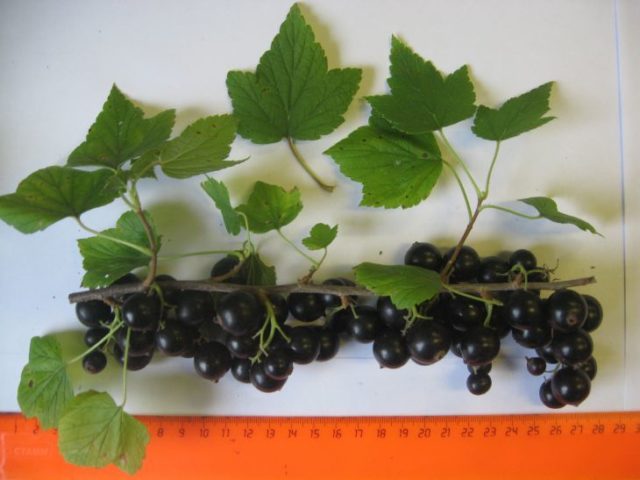 Red and black currants: the best varieties for the Urals